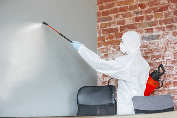 Best Emergency Mold Remediation  in Pittsburg, TX